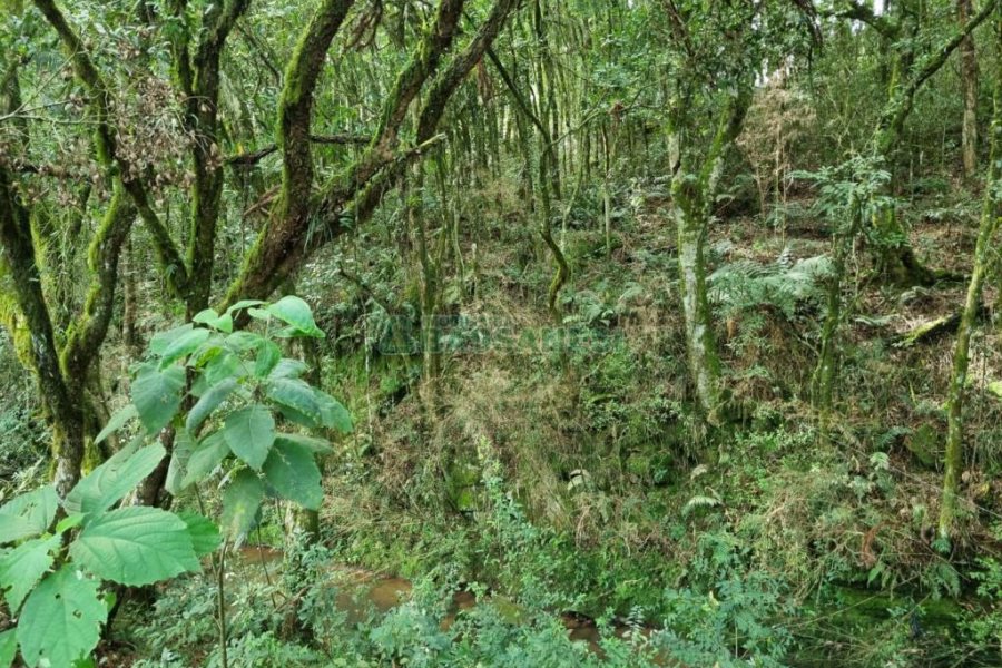 Chácara, no bairro Samuara em Caxias do Sul para Comprar