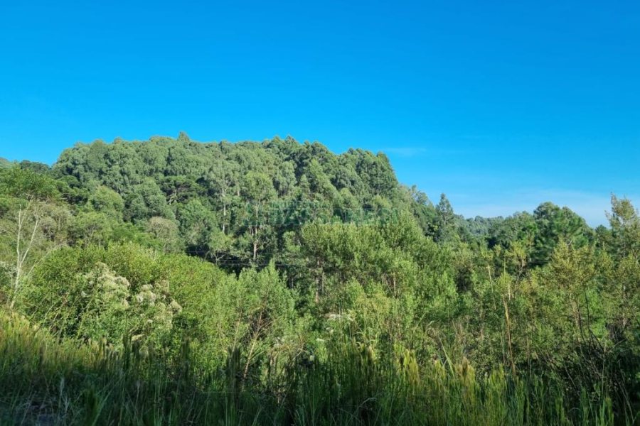 Chácara, no bairro Ana Rech em Caxias do Sul para Comprar