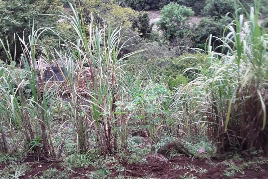Chácara, 2 dormitórios, no bairro Interior em Caxias do Sul para Comprar