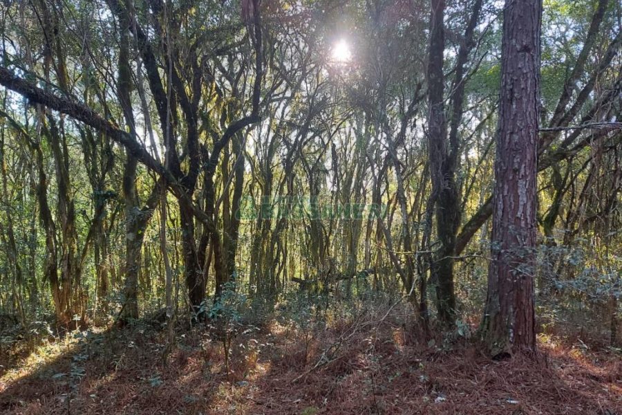 Chácara, no bairro Pedras Brancas em São Marcos para Comprar