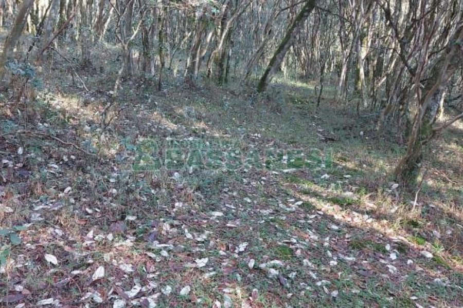 Chácara, no bairro Pedras Brancas em São Marcos para Comprar