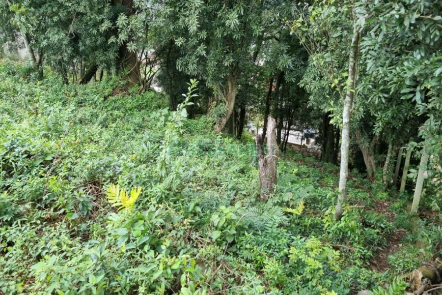 Terreno, no bairro Vila Verde em Caxias do Sul para Comprar