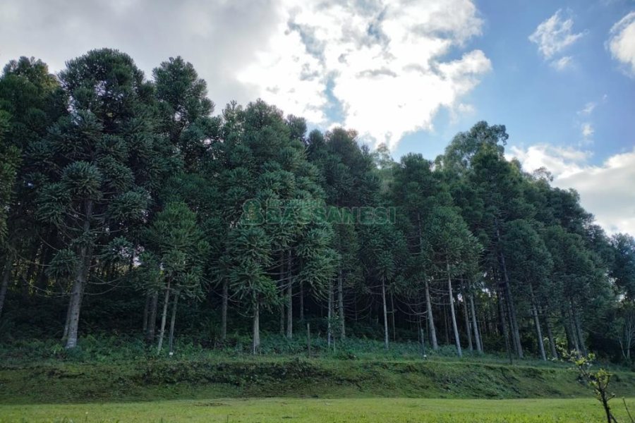 Chácara com 81307m², 4 dormitórios, 2 vagas, no bairro 3 Legua em Caxias do Sul para Comprar