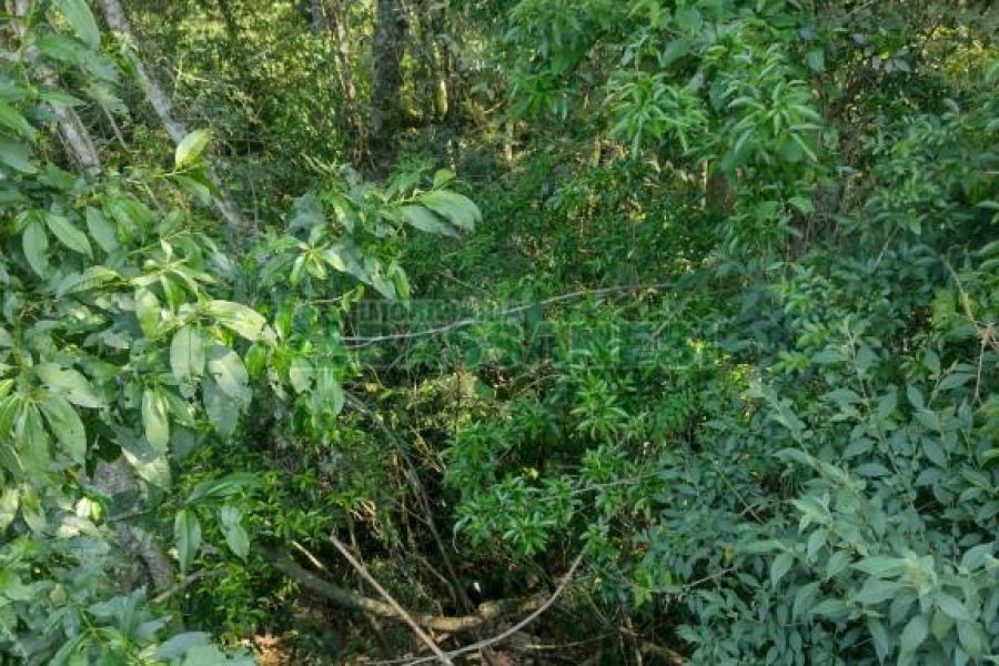 Terreno com 2989m², no bairro Nossa Senhora da Conceição em Caxias do Sul para Comprar