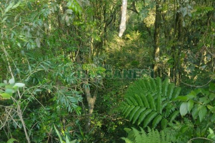 Terreno com 2989m², no bairro Nossa Senhora da Conceição em Caxias do Sul para Comprar