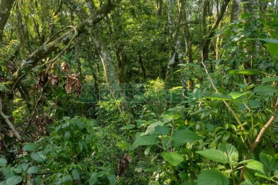 Terreno com 2989m², no bairro Nossa Senhora da Conceição em Caxias do Sul para Comprar