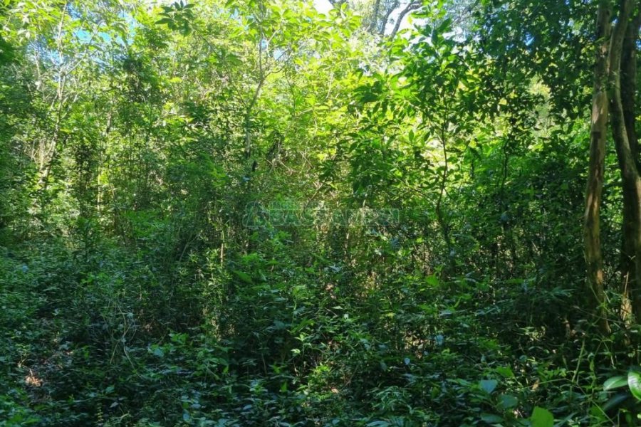 Chácara com 32710m², no bairro Linha Feijo em Caxias do Sul para Comprar