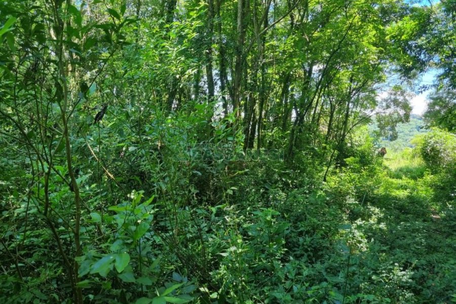 Chácara com 32710m², no bairro Linha Feijo em Caxias do Sul para Comprar