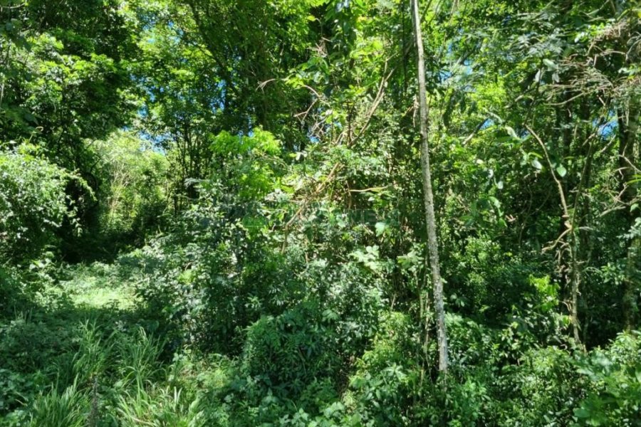 Chácara com 32710m², no bairro Linha Feijo em Caxias do Sul para Comprar