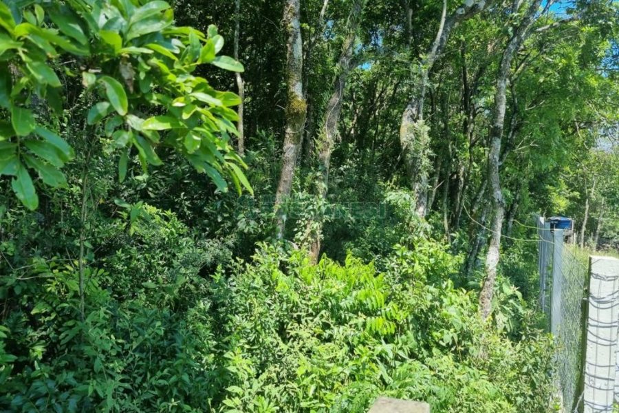 Chácara com 32710m², no bairro Linha Feijo em Caxias do Sul para Comprar