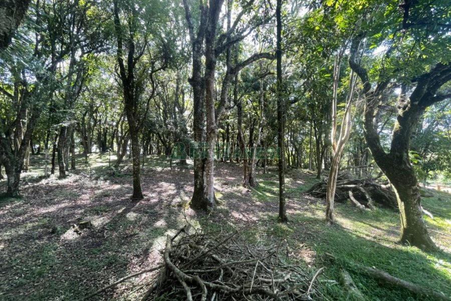Terreno com 1397m², no bairro São Virgílio em Caxias do Sul para Comprar