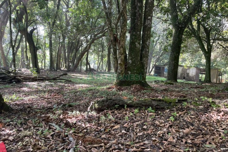 Terreno com 1397m², no bairro São Virgílio em Caxias do Sul para Comprar