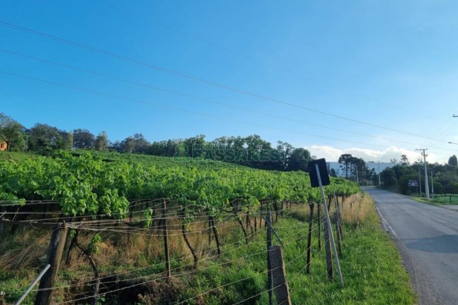 Chácara com 115365m², no bairro Monte Bérico em Caxias do Sul para Comprar