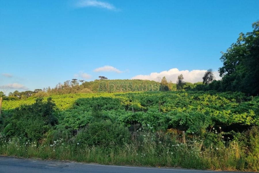 Chácara com 115365m², no bairro Monte Bérico em Caxias do Sul para Comprar