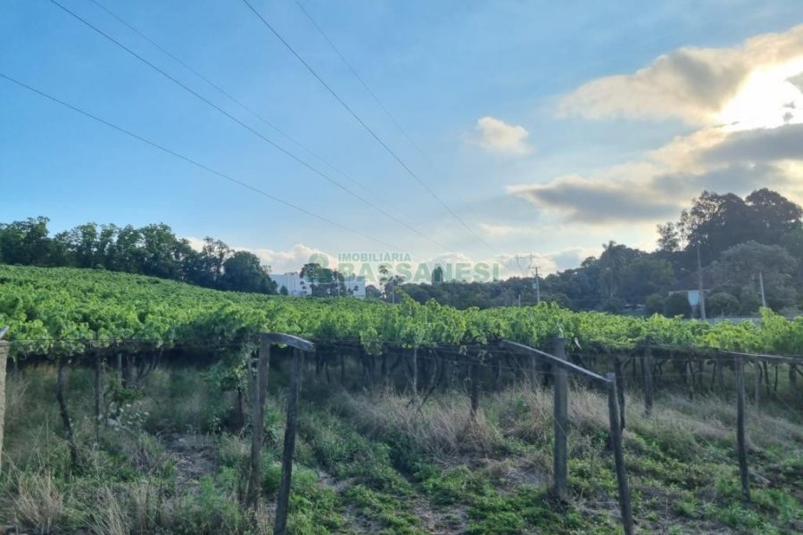 Chácara com 115365m², no bairro Monte Bérico em Caxias do Sul para Comprar