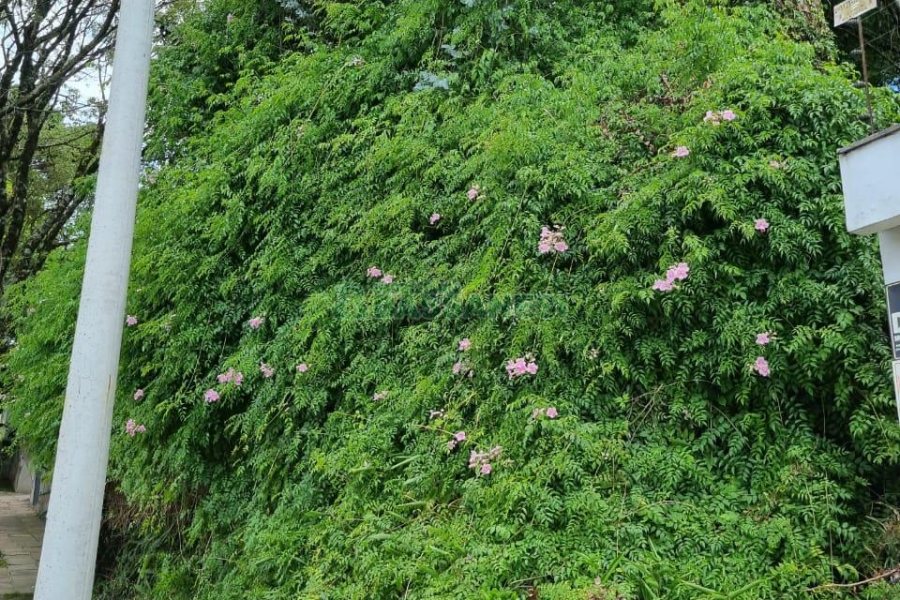 Terreno com 336m², no bairro Cinqüentenário em Caxias do Sul para Comprar