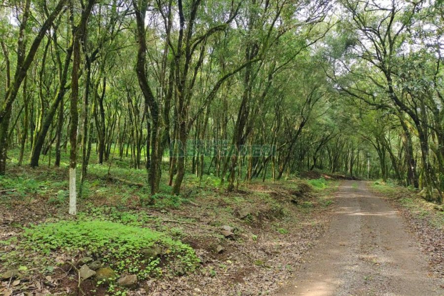 Chácara com 46600m², no bairro Galópolis em Caxias do Sul para Comprar