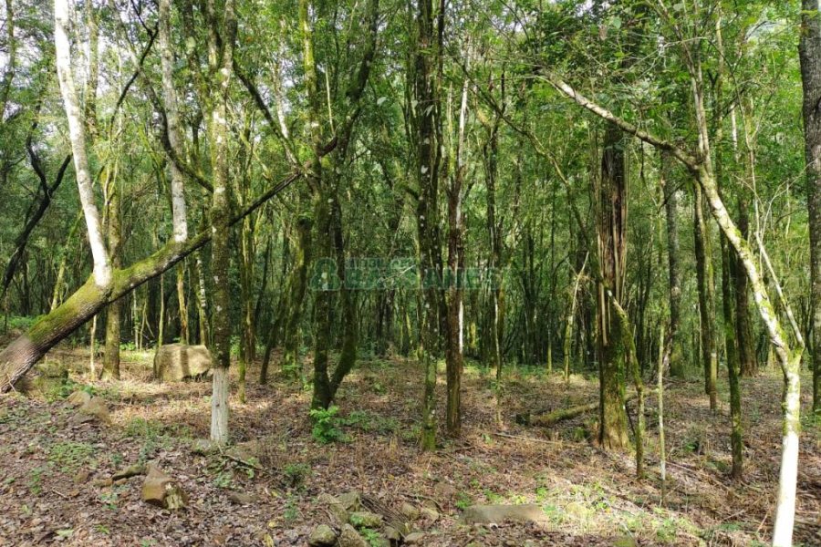 Chácara com 46600m², no bairro Galópolis em Caxias do Sul para Comprar