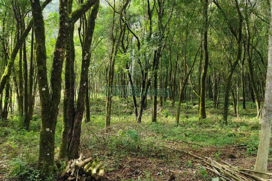 Chácara com 46600m², no bairro Galópolis em Caxias do Sul para Comprar