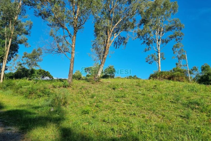 Chácara com 38600m², no bairro Fazenda Souza em Caxias do Sul para Comprar