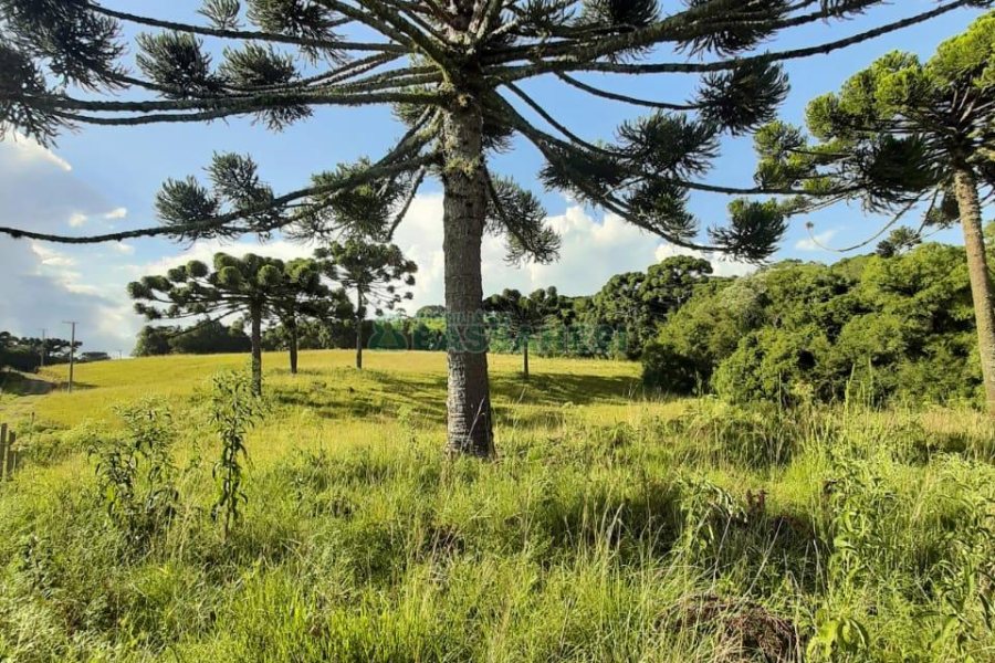 Terreno com 550000m², no bairro Vila Seca em Caxias do Sul para Comprar