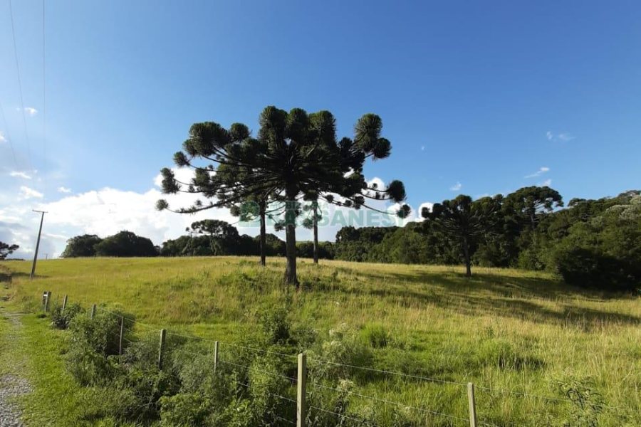 Terreno com 550000m², no bairro Vila Seca em Caxias do Sul para Comprar