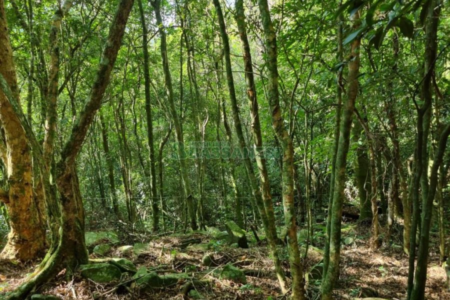 Chácara com 600m², 5 dormitórios, 2 vagas, no bairro Galópolis em Caxias do Sul para Comprar