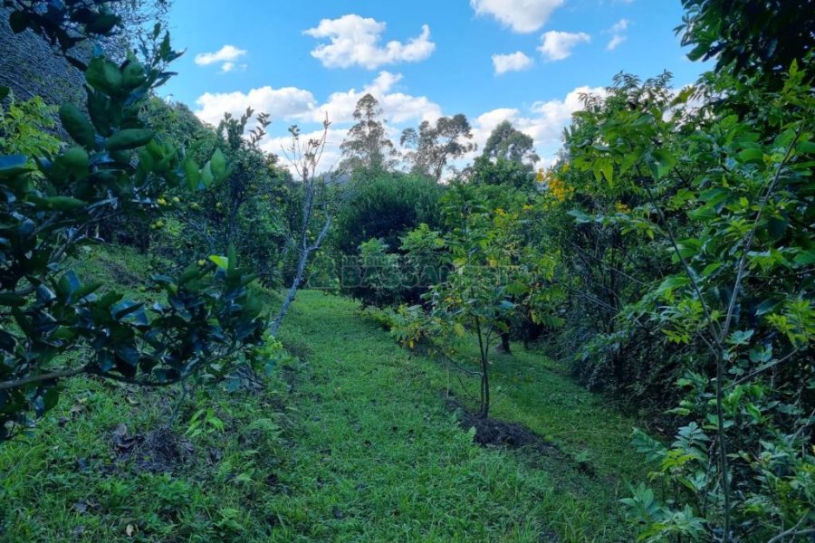 Chácara com 600m², 5 dormitórios, 2 vagas, no bairro Galópolis em Caxias do Sul para Comprar