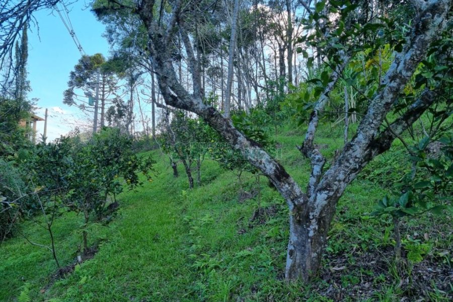 Chácara com 600m², 5 dormitórios, 2 vagas, no bairro Galópolis em Caxias do Sul para Comprar