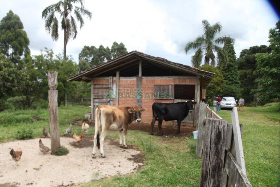 Chácara com 21896m², 2 dormitórios, no bairro Pedancino em Caxias do Sul para Comprar