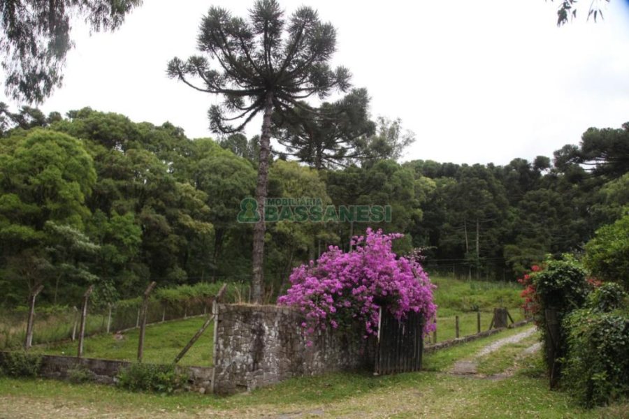 Chácara com 21896m², 2 dormitórios, no bairro Pedancino em Caxias do Sul para Comprar