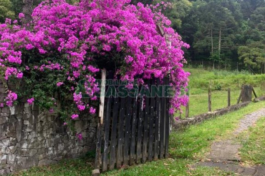 Chácara com 21896m², 2 dormitórios, no bairro Pedancino em Caxias do Sul para Comprar