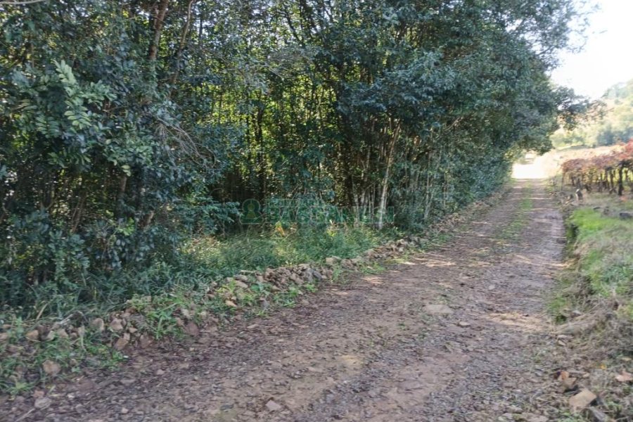 Chácara com 20000m², no bairro Linha 40 em Caxias do Sul para Comprar