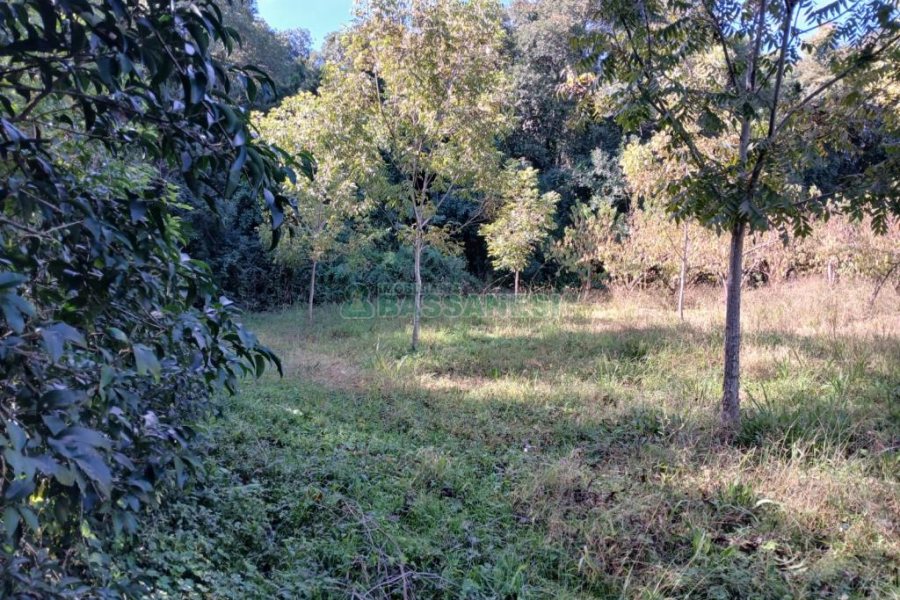 Chácara com 20000m², no bairro Linha 40 em Caxias do Sul para Comprar