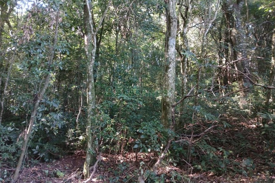 Chácara com 20000m², no bairro Linha 40 em Caxias do Sul para Comprar