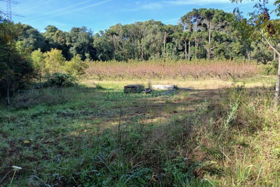 Chácara com 20000m², no bairro Linha 40 em Caxias do Sul para Comprar