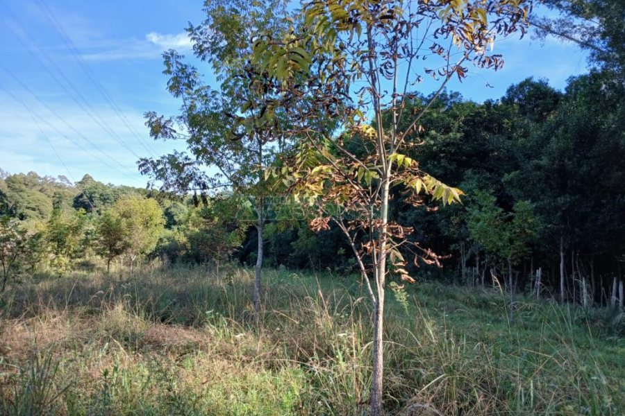 Chácara com 20000m², no bairro Linha 40 em Caxias do Sul para Comprar