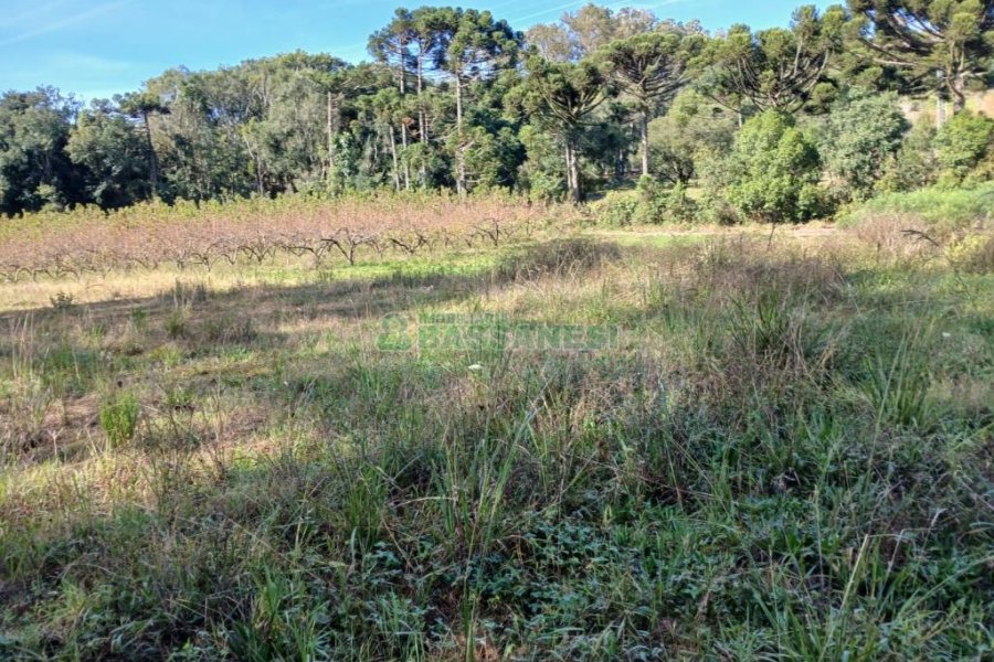 Chácara com 20000m², no bairro Linha 40 em Caxias do Sul para Comprar