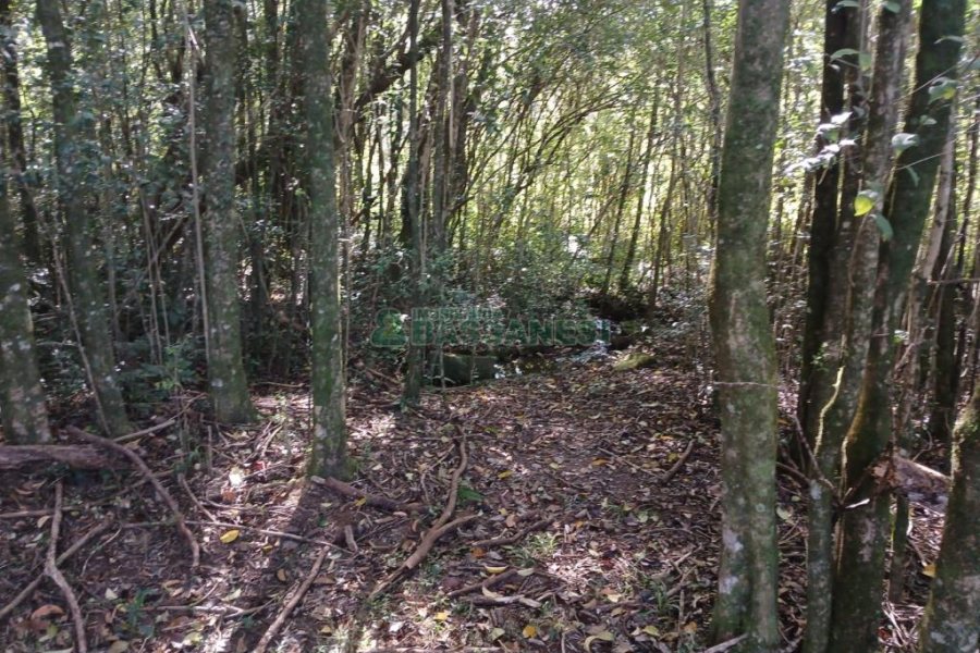 Chácara com 20000m², no bairro Linha 40 em Caxias do Sul para Comprar