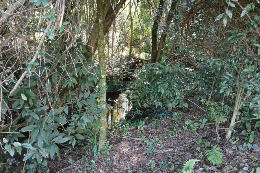 Chácara com 20000m², no bairro Linha 40 em Caxias do Sul para Comprar