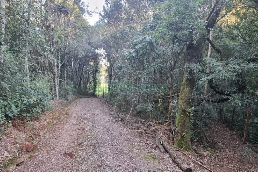 Chácara com 300m², 4 dormitórios, no bairro Fazenda Souza em Caxias do Sul para Comprar