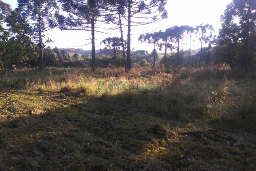 Chácara, no bairro Criúva em Caxias do Sul para Comprar