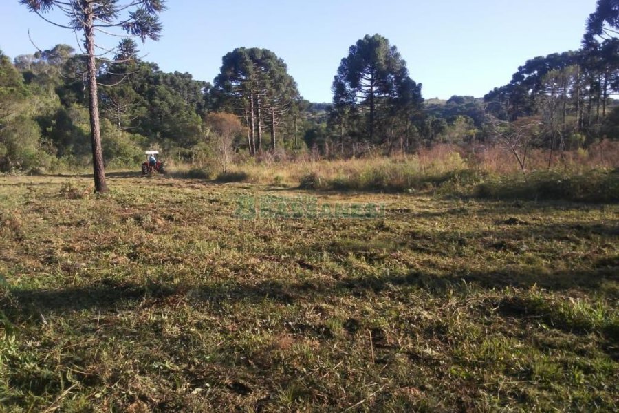 Chácara, no bairro Criúva em Caxias do Sul para Comprar