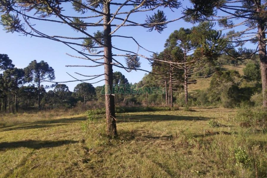 Chácara, no bairro Criúva em Caxias do Sul para Comprar