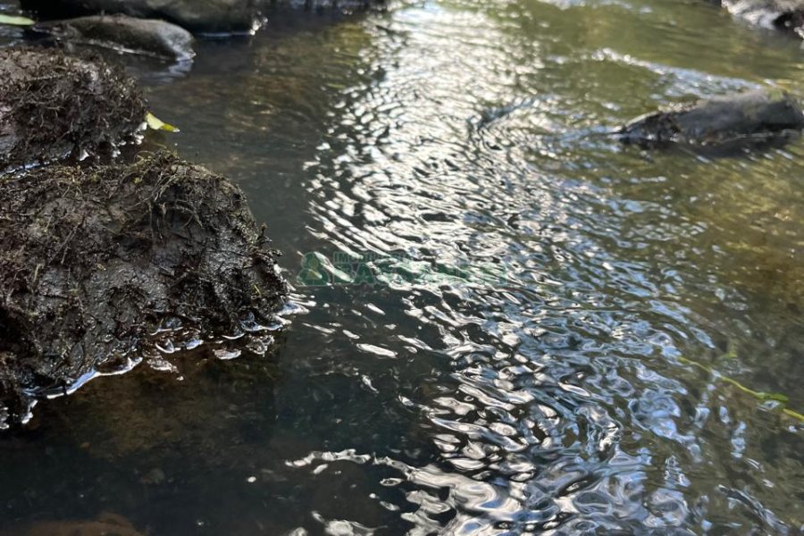 Chácara, no bairro Criúva em Caxias do Sul para Comprar