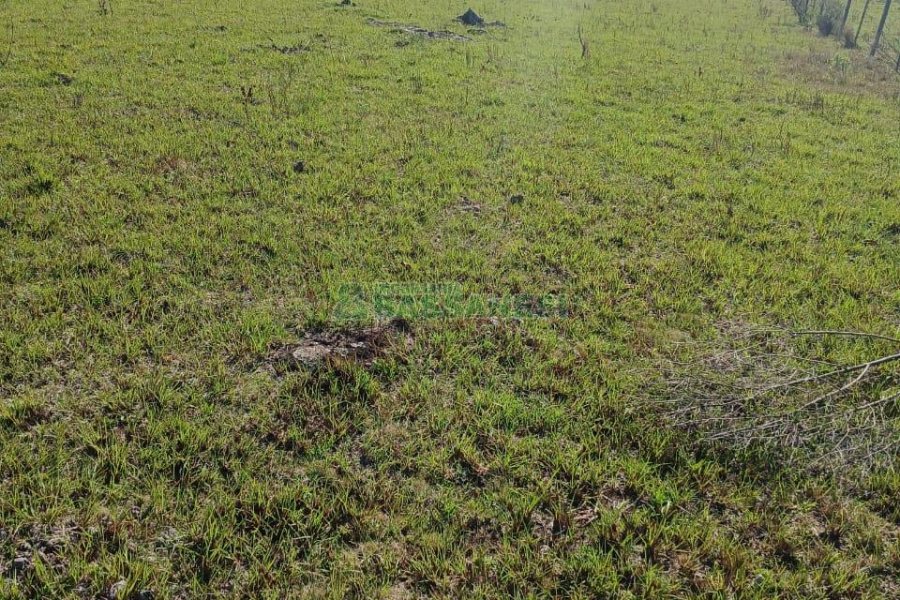 Chácara, no bairro Apanhador em Caxias do Sul para Comprar