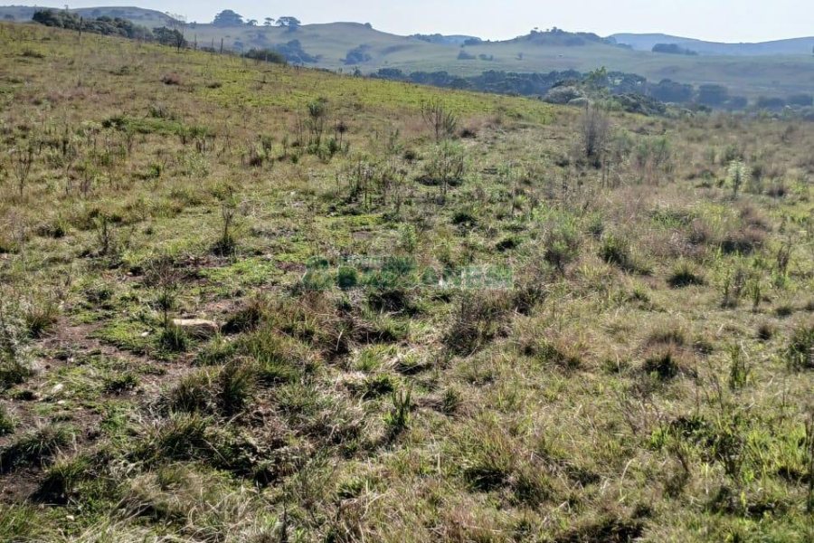 Chácara, no bairro Apanhador em Caxias do Sul para Comprar