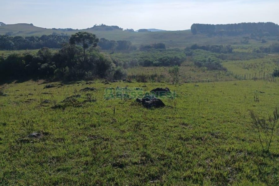 Chácara, no bairro Apanhador em Caxias do Sul para Comprar
