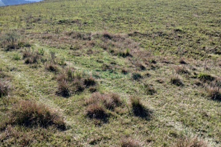 Chácara, no bairro Apanhador em Caxias do Sul para Comprar