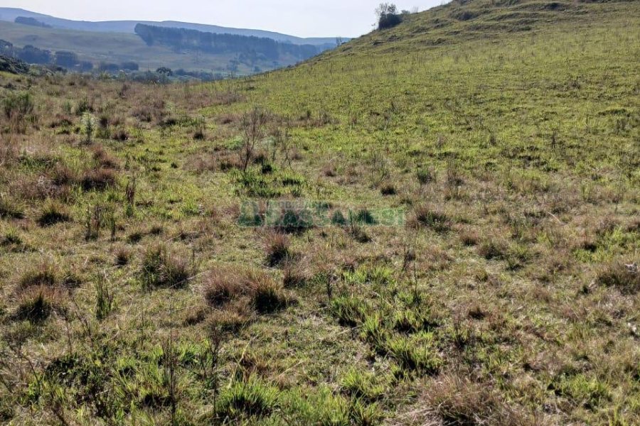 Chácara, no bairro Apanhador em Caxias do Sul para Comprar